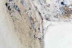 Best Environmental Consulting for Mold Prevention  in Burnham, PA